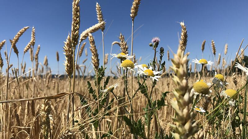 Die Natur sprießt, es gibt also keinen Grund, sich über den Sommer zu beklagen.Forchheim & Fränkische Schweiz