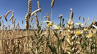 Die Natur sprießt, es gibt also keinen Grund, sich über den Sommer zu beklagen.Forchheim & Fränkische Schweiz