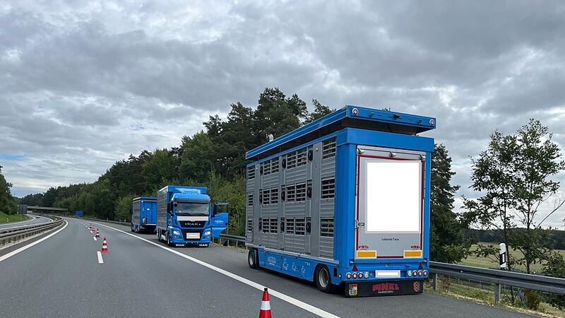 160 Schweine müssen auf Autobahn umsteigen 160 Schweine müssen auf Autobahn umsteigen