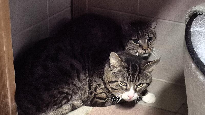 Das sind zwei der 32 geretteten Katzen aus Kronach