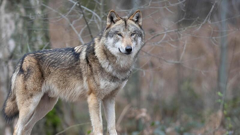 Zum Wolf gibt es verschiedene Meinungen – die einen wollen ihn schützen, die anderen wollen ihn hier nicht sehen. Zum Wolf gibt es verschiedene Meinungen – die einen wollen ihn schützen, die anderen wollen ihn hier nicht sehen.