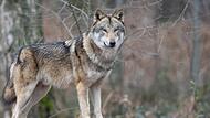 Zum Wolf gibt es verschiedene Meinungen – die einen wollen ihn schützen, die anderen wollen ihn hier nicht sehen. Zum Wolf gibt es verschiedene Meinungen – die einen wollen ihn schützen, die anderen wollen ihn hier nicht sehen.