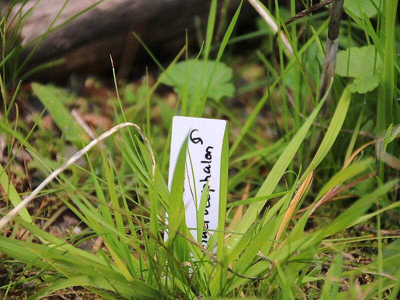 Veronika Müller kennzeichnet die gefährdeten Pflanzenarten in ihrem Garten mit einem großen "G". Veronica Müller kennzeichnet die gefährdeten Pflanzenarten in ihrem Garten mit einem großen "G".