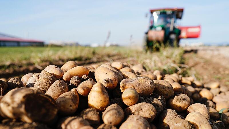 Die Kartoffelernte l&auml;sst vor allem im Norden Bayerns in diesem Jahr viel zu w&uuml;nschen &uuml;brig.