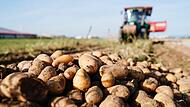 Die Kartoffelernte lässt vor allem im Norden Bayerns in diesem Jahr viel zu wünschen übrig.