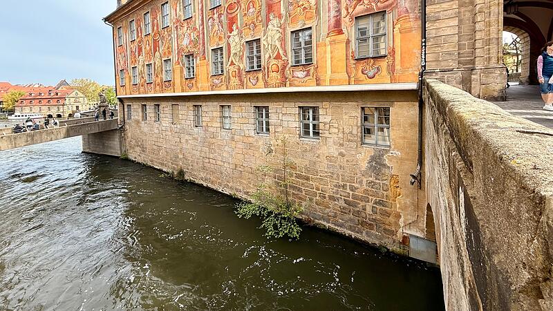 Harmlos? Tr&auml;umen Sie weiter! Die Bamberger Birke am Alten Rathaus entwickelt sich zu einer regelrechten Gefahr.
