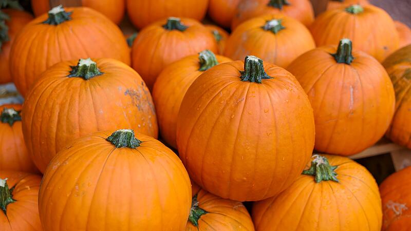 Populärer Pumpkin: Der kolossale Kürbis-Boom