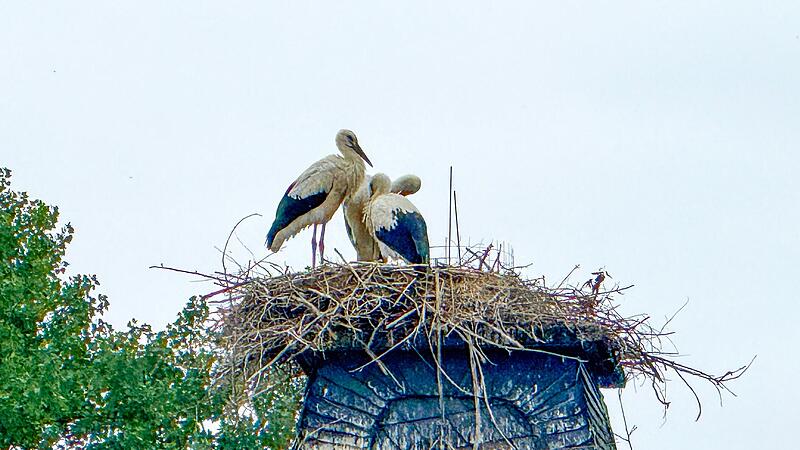 In schwindelnder Höhe wird gefüttert. Die jungen Störche sind schon flugfähig. Im nächsten Jahr soll das Nest aufgestockt werden, so dass die Blasmusik heizen kann, während der Storch brütet.