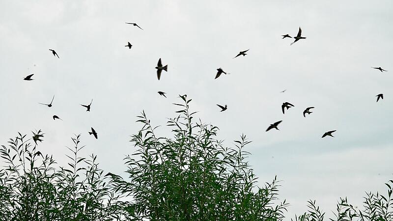 Schwalben fliegen auf der Jagd nach Insekten je nach Witterung in luftigen Höhen oder in Bodennähe.Forchheim & Fränkische Schweiz