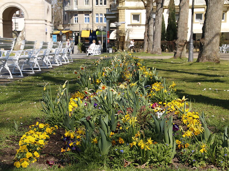 Insekten und Bienenfreundliche bunte Beete inmitten des KurgartensFrühlingsblumen in Bad Kissingen Insekten und Bienenfreundliche bunte Beete inmitten des Kurgartens