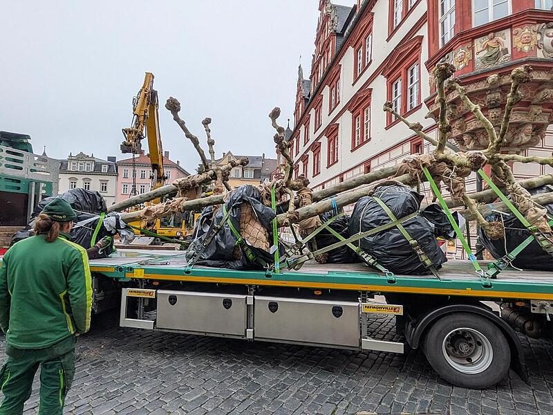 Platanen am Marktplatz Coburg: Bäume für das Klima sind da