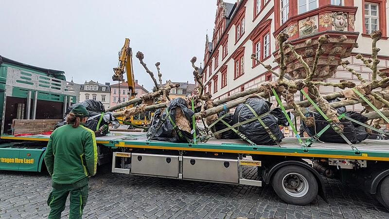 Platanen am Marktplatz Coburg: Bäume für das Klima sind da Platanen am Marktplatz Coburg: Bäume für das Klima sind da