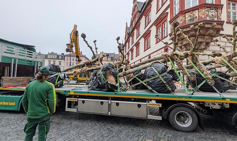 Platanen am Marktplatz Coburg: Bäume für das Klima sind da Platanen am Marktplatz Coburg: Bäume für das Klima sind da