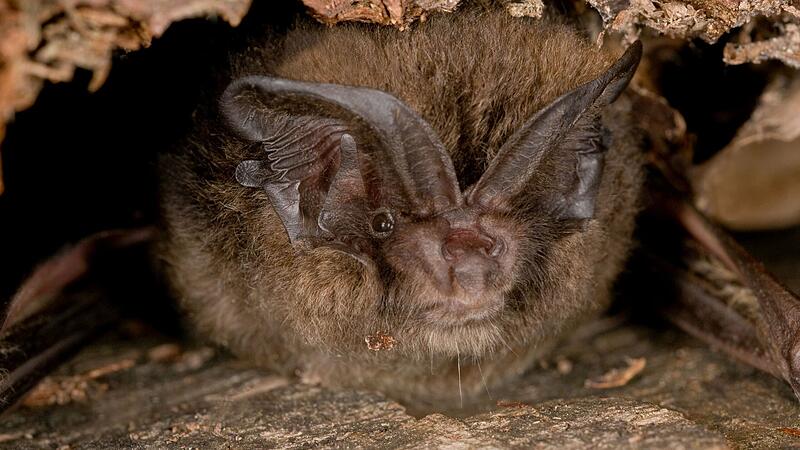 Die Mopsfledermaus steht mittlerweile auf der Roten Liste der bedrohten Arten. Auf der Plassenburg ist sie hin und wieder noch anzutreffen.
