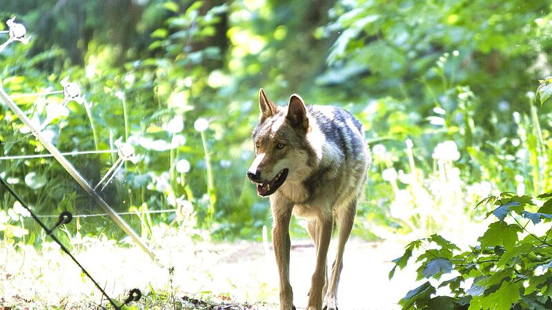 Die einzigen Wölfe mit festem Wohnsitz im Landkreis Forchheim leben derzeit im Wildpark Hundshaupten.Forchheim & Fränkische Schweiz