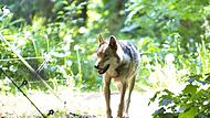 Die einzigen Wölfe mit festem Wohnsitz im Landkreis Forchheim leben derzeit im Wildpark Hundshaupten.Forchheim & Fränkische Schweiz