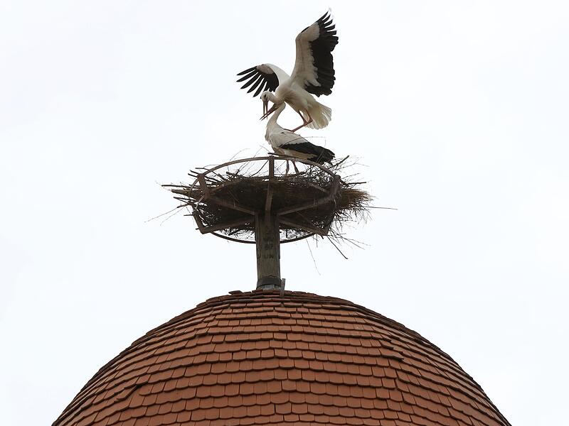 2021 sind zum ersten Mal wieder St&ouml;rche auf dem M&ouml;nchsturm gelandet.