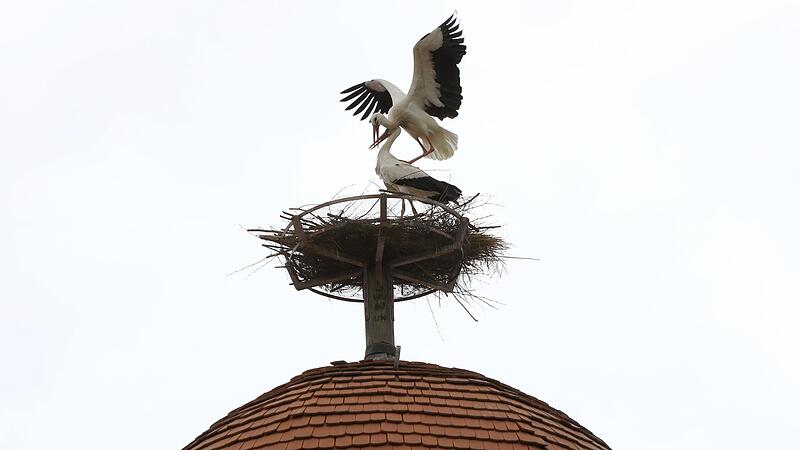 2021 sind zum ersten Mal wieder Störche auf dem Mönchsturm gelandet. 2021 sind zum ersten Mal wieder Störche auf dem Mönchsturm gelandet.
