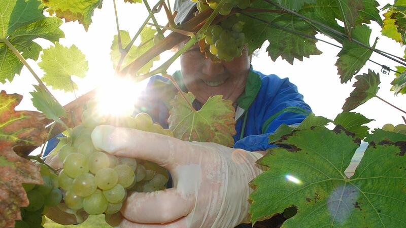 Die Winzer mussten heuer den Turbo einschalten. Nach D&uuml;rre und Trockenheit kam der Regen dann zur Unzeit. Die Traubenernte musste schnell eingebracht werden.