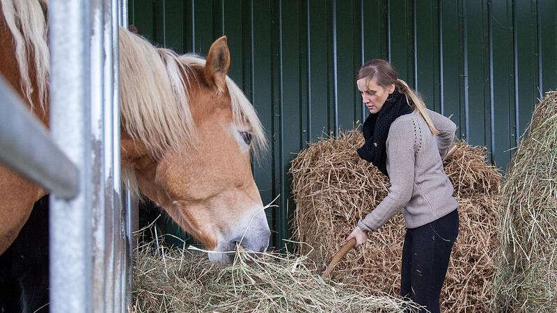 In 15 Minuten angerichtet: Diät für Pferde mit gewässertem Heu In 15 Minuten angerichtet: Diät für Pferde mit gewässertem Heu