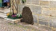 Ein Bienenvolk mit 30.000 Tieren lässt sich in Ebern an einer Hauswand nieder.