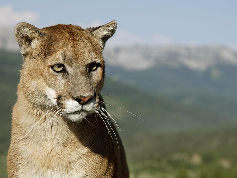 Puma