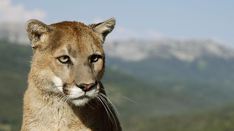Puma Puma