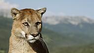 Puma Puma
