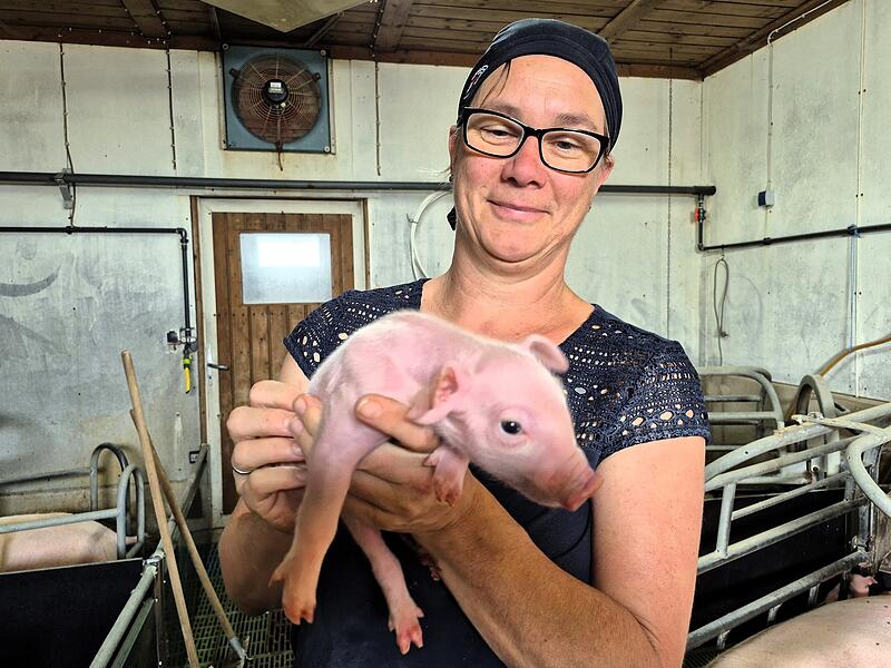 Kleine Ferkelchen bekommen Aufmerksamkeit und Liebe von Marina Herr.