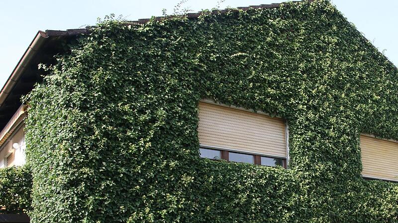 Gr&uuml;ne Wand in der Ahorner Stra&szlig;e in St&ouml;ppach