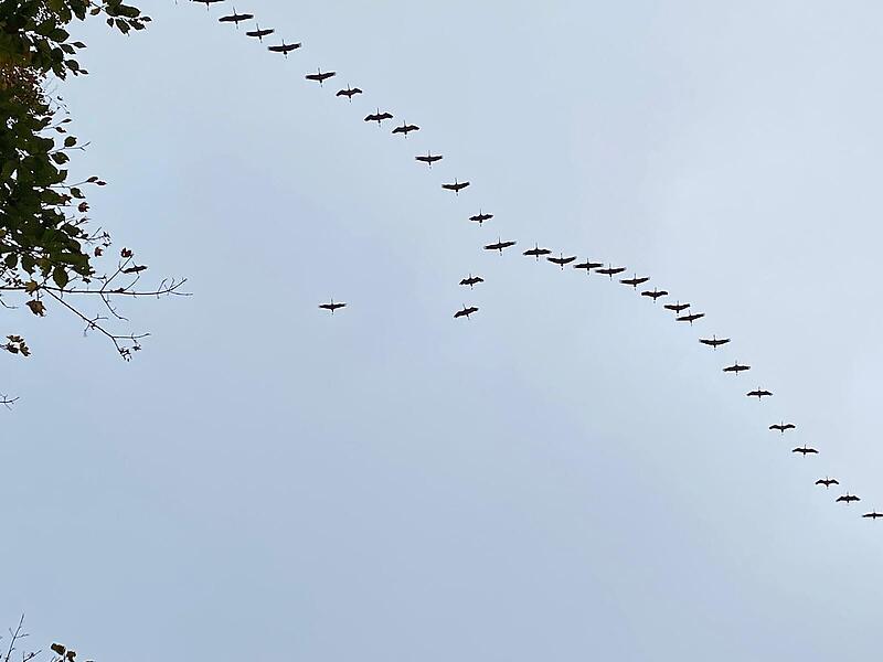 „Manchmal kann man sie nicht sehen, aber hören. Kraniche ziehen im Herbst, meist ab Oktober, nach Süden. Der Höhepunkt des Zuges findet in der Regel zwischen Mitte Oktober und Mitte November statt, wobei der genaue Zeitpunkt stark vom Wetter abhängt“, schreibt uns Klaus Beck.