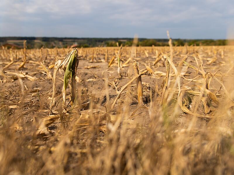 Symbolbild: In Mainfranken breitete sich 2022 die D&uuml;rre aus. Felder und viele Wiesen sind vertrocknet, die B&auml;ume f&auml;rbten sich mitten im Sommer braun.