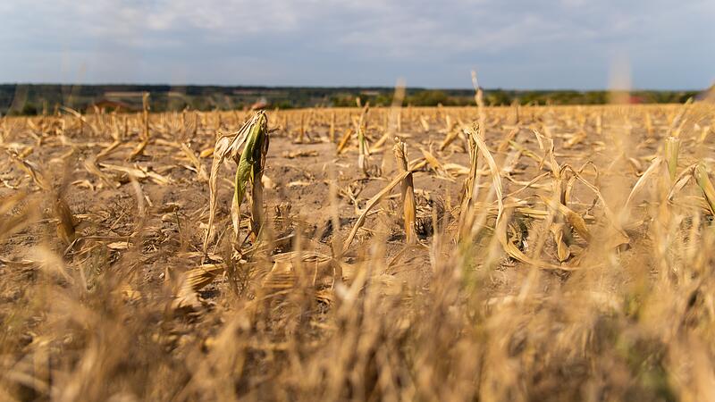 Symbolbild: In Mainfranken breitete sich 2022 die D&uuml;rre aus. Felder und viele Wiesen sind vertrocknet, die B&auml;ume f&auml;rbten sich mitten im Sommer braun.