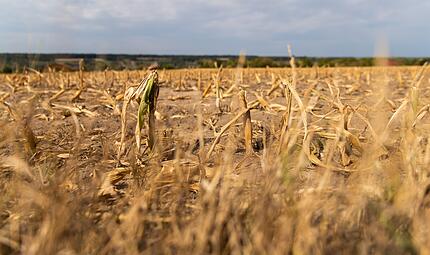 Symbolbild: In Mainfranken breitete sich 2022 die D&uuml;rre aus. Felder und viele Wiesen sind vertrocknet, die B&auml;ume f&auml;rbten sich mitten im Sommer braun.