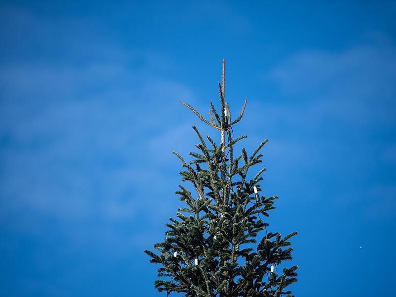 Bundespräsident entzündet Lichter am Weihnachtsbaum vor Bellevue Bundespräsident entzündet Lichter am Weihnachtsbaum vor Bellevue