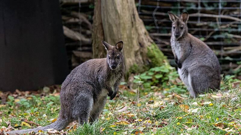 Bennett-K&auml;ngurus