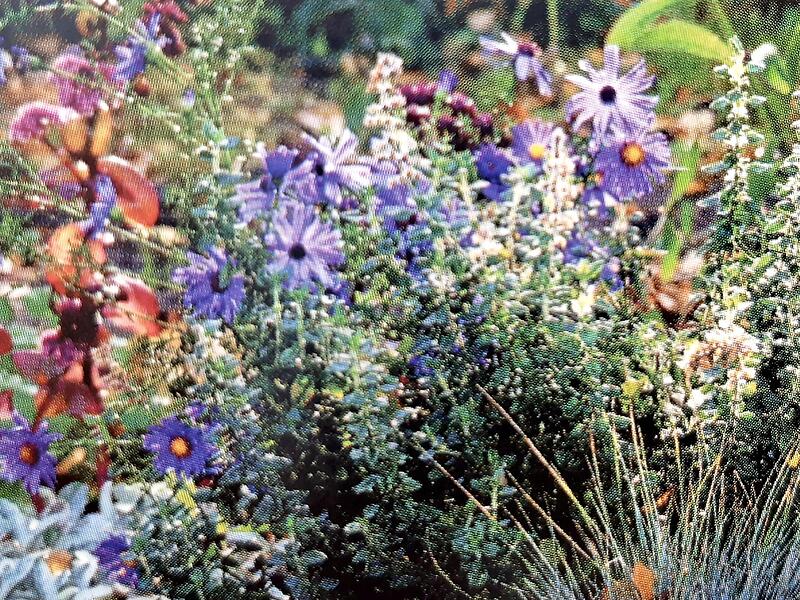 Friedhöfe können vielen Insekten wertvolle Lebensräume und Nahrung bieten. Friedhöfe können vielen Insekten wertvolle Lebensräume und Nahrung bieten.