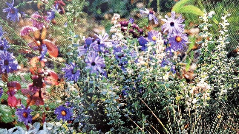 Friedhöfe können vielen Insekten wertvolle Lebensräume und Nahrung bieten. Friedhöfe können vielen Insekten wertvolle Lebensräume und Nahrung bieten.