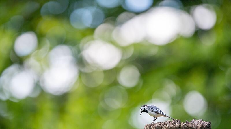 Bachstelze im Portrait