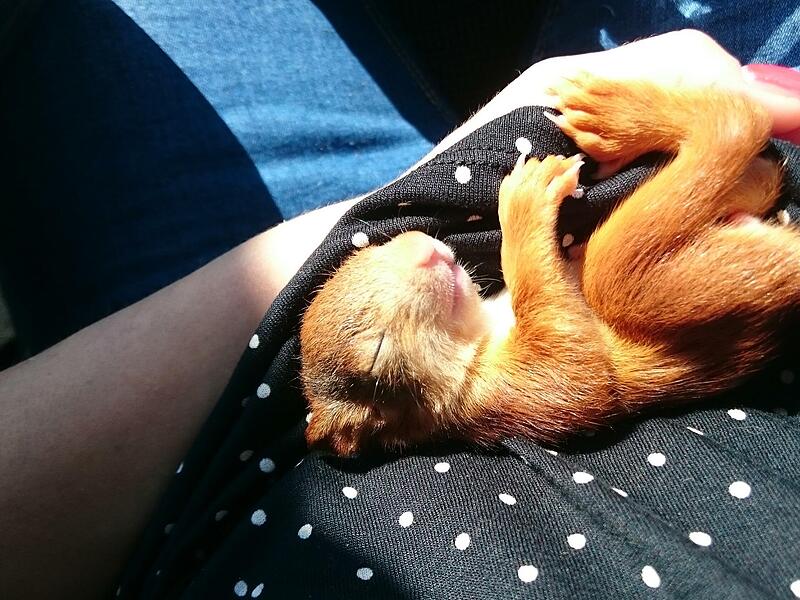 Kleine Eichhörnchen brauchen Wärme.Forchheim & Fränkische Schweiz Kleine Eichhörnchen brauchen Wärme.Forchheim & Fränkische Schweiz