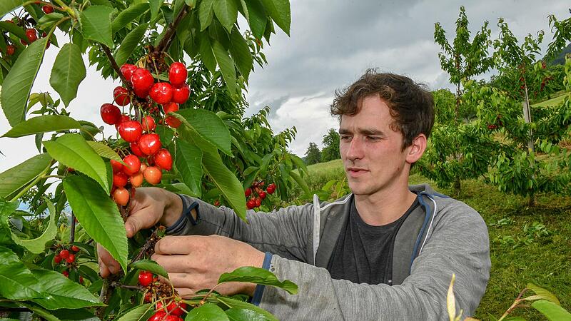 Landwirt Franz Galster setzt mit großer Leidenschaft auf den Kirschenanbau in der Fränkischen Schweiz und  appelliert an alle Kunden: „Bei schmackhaften Kirschen zählt nicht nur die Optik!“Forchheim & Fränkische Schweiz