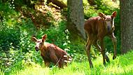 Die beiden Elchbabys f&uuml;hlen sich pudelwohl im Wildpark Hundshaupten.Forchheim & Fr&auml;nkische Schweiz