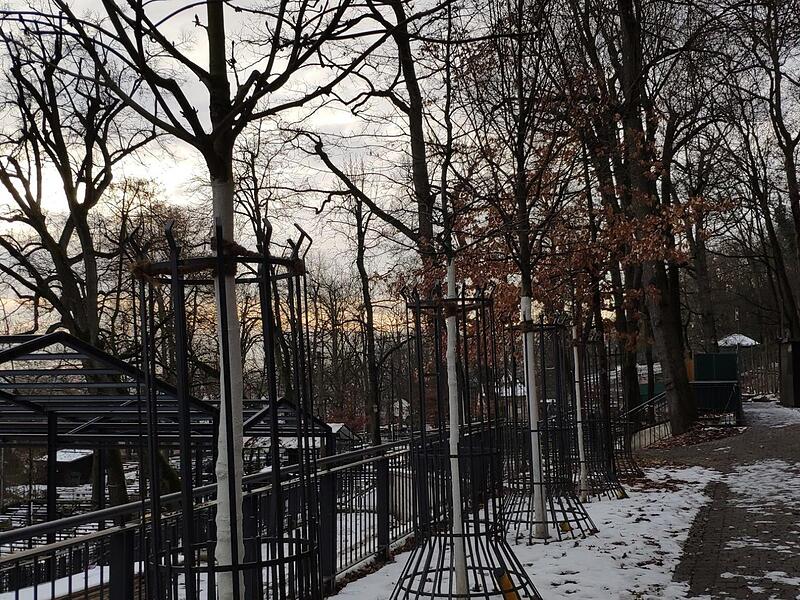 Neue Bäume sollen das grüne Dach des Bergs wiederherstellen.