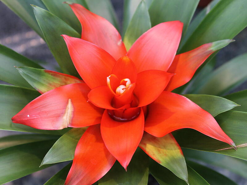 Bromelien blühen mit roter Farbe.