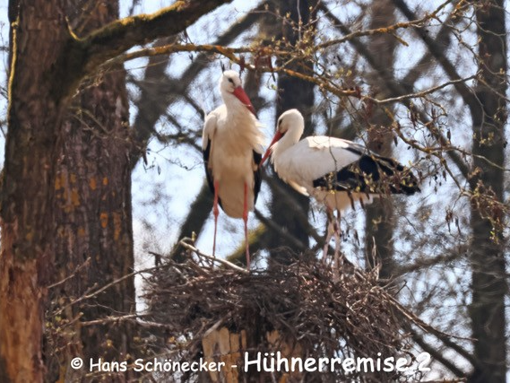 Storchenpaar baut ihr Nest in Bäumen.Storchpaar in Schweighof