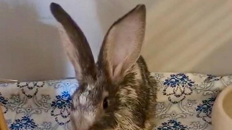 Tierheim Bamberg: "Sandy" erholt sich nach Operation