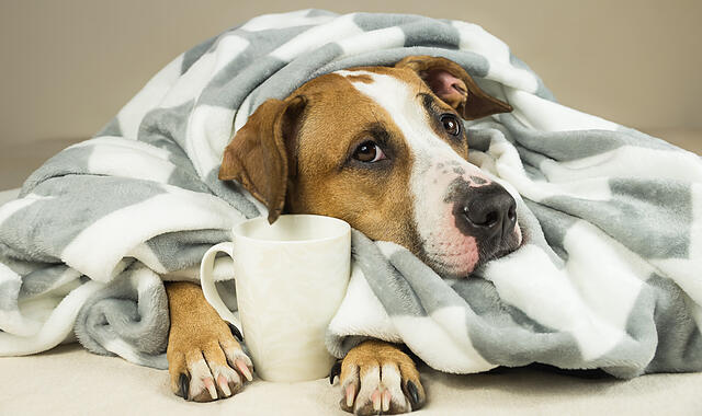 Kranker Hund Kranker Hund