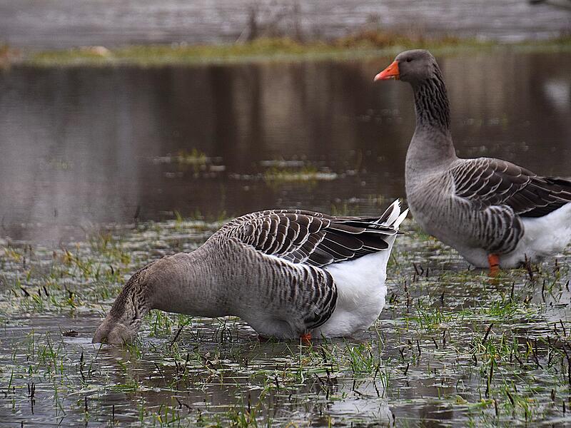 &bdquo;Wenn er mal wieder den Kopf ins Wasser steckt&ldquo;, kommentiert Petra Hartmann ihr Foto.