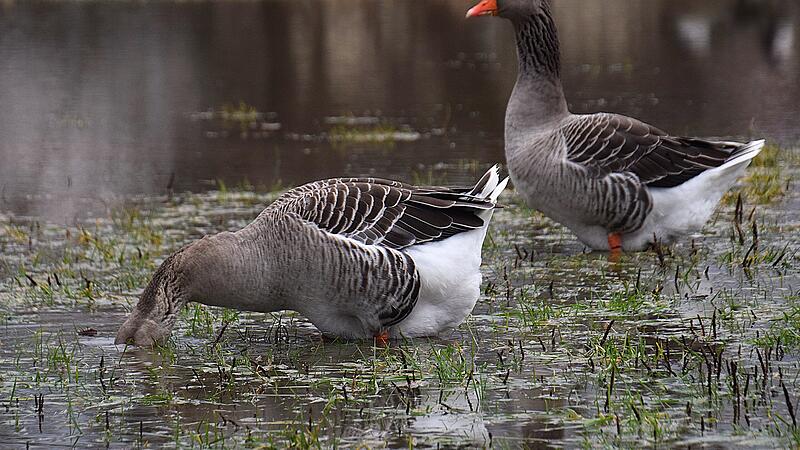 &bdquo;Wenn er mal wieder den Kopf ins Wasser steckt&ldquo;, kommentiert Petra Hartmann ihr Foto.