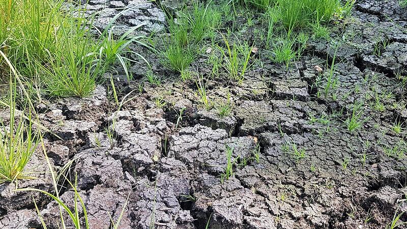 Die langanhaltende Trockenheit und Hitze der vergangenen Jahre haben in der Rhön ihre Spuren hinterlassen -  wie hier im Roten Moor in Hessen. Foto: Anna-Lena Bieneck